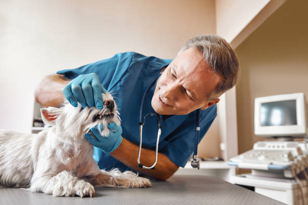 Best Holiday Emergency Dentist in Angels, CA